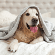 Petcare & Supplies